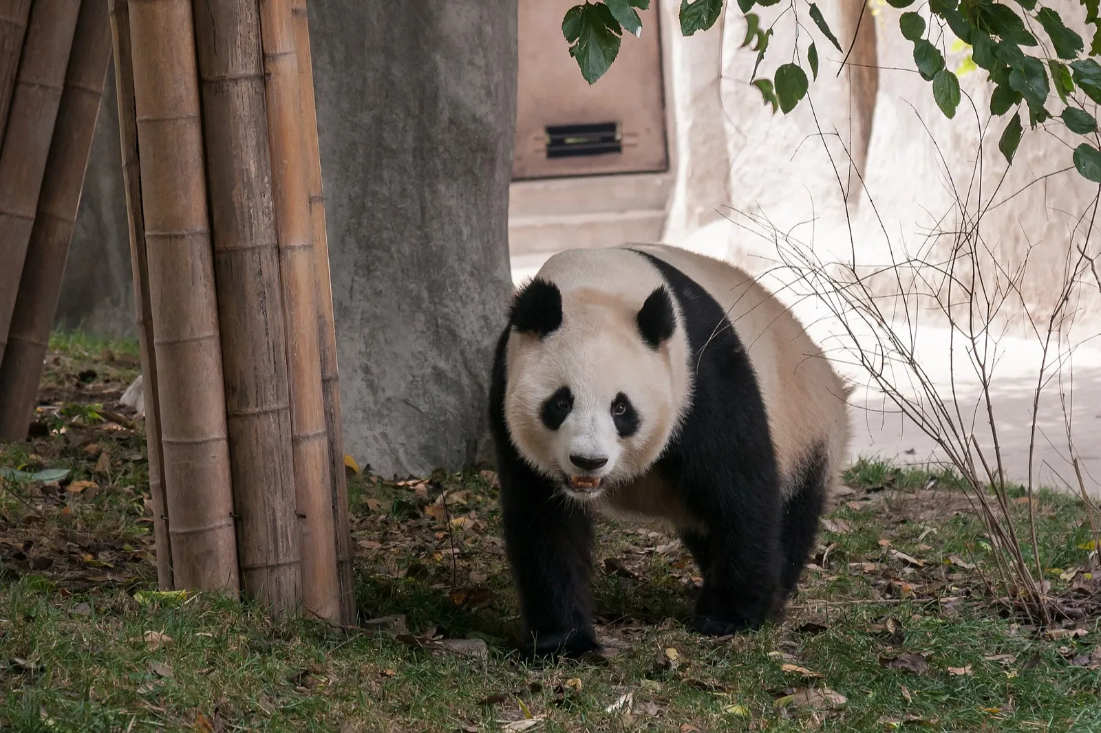 A giant panda eating bamboo at the Chengdu Research Base of Giant Panda Breeding, surrounded by green foliage