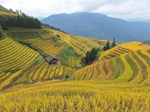 Longji Rice Terraces in Guilin