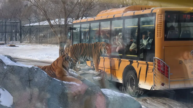Siberian Tiger Park in Harbin